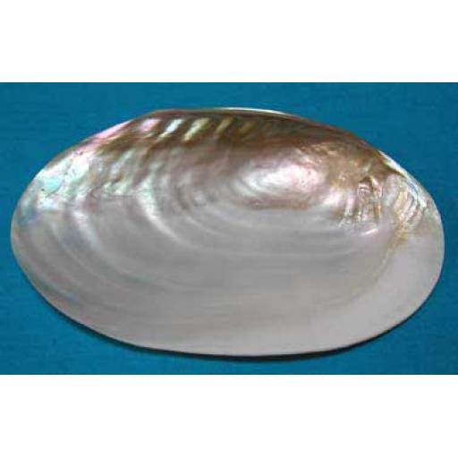 Large River Mussel