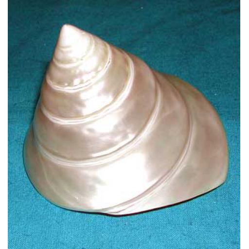 Silver Trochus