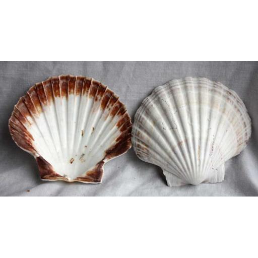 2 x Large Scallop Shells