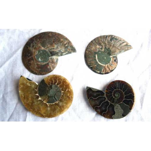 Polished Ammonite