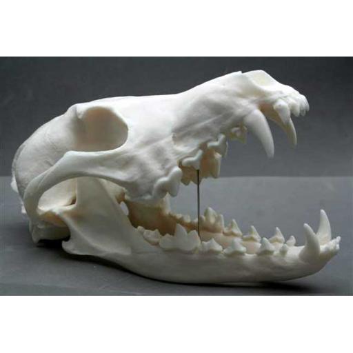 Replica Coyote Skull
