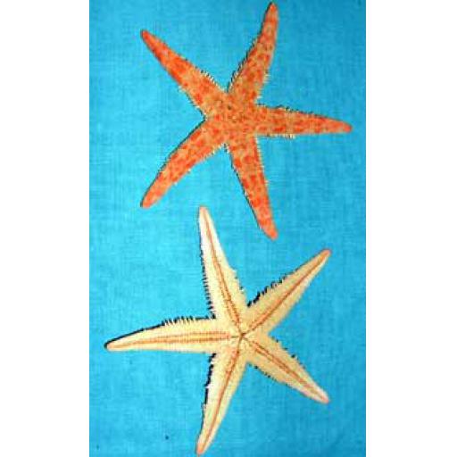 https://starbek-static.myshopblocks.com/images/tmp/se_115a_starfish2.8.jpg