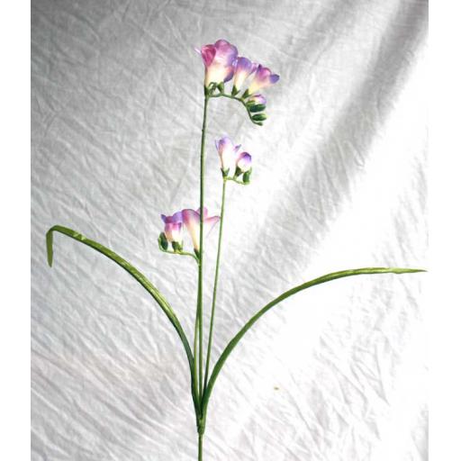 Freesia