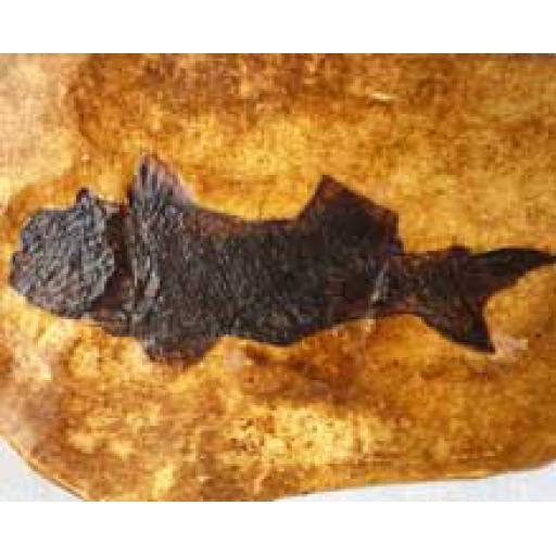 Large Fish Fossil Cast