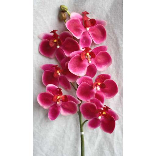 Small Phalaenopsis
