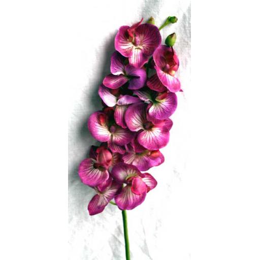 Purple Phalaenopsis (Large)
