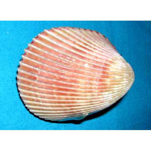 Whole Large Cockle