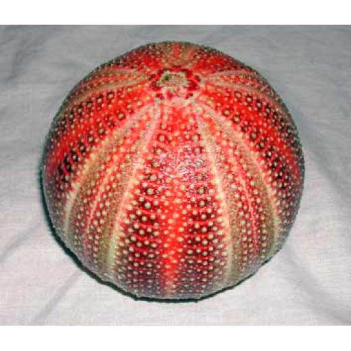 https://starbek-static.myshopblocks.com/images/tmp/se_152_urchin3.jpg