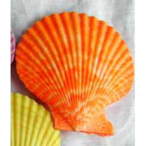 Coloured Pectons