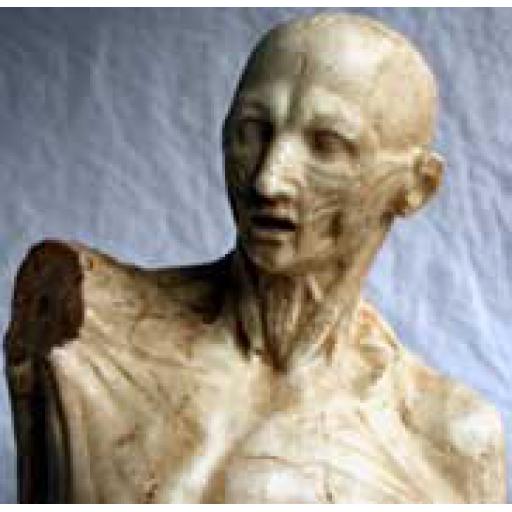 Human Torso