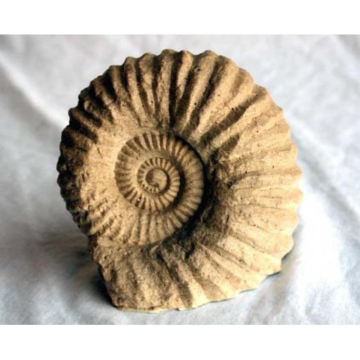 https://starbek-static.myshopblocks.com/images/tmp/fs_124_ammonite_750.jpg