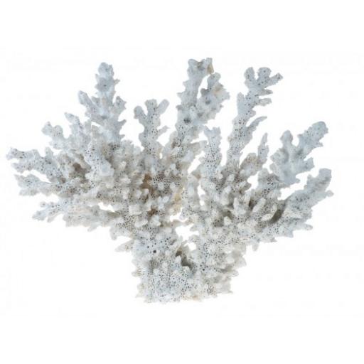 Lace Coral Large.jpg