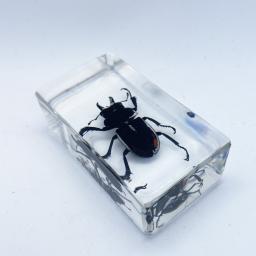 Golden Beetle 2.jpg