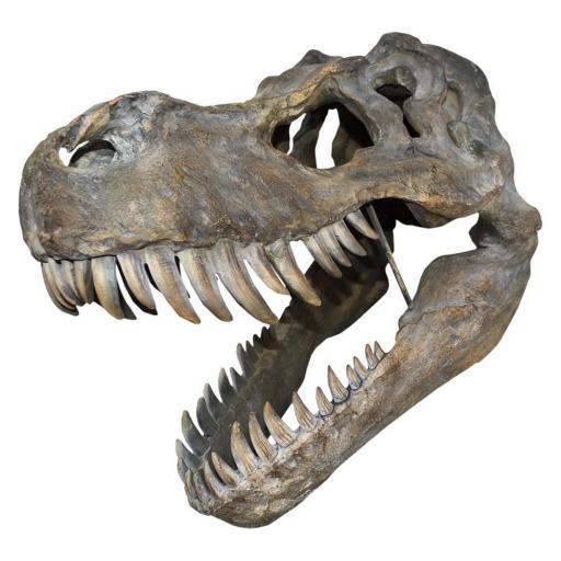 Large Tyrannosaurus Rex Skull