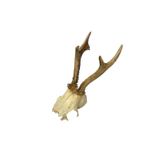 Roe Deer Skull.jpg