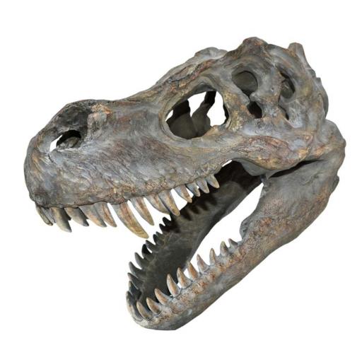 Medium Tyrannosaurus Rex Skull
