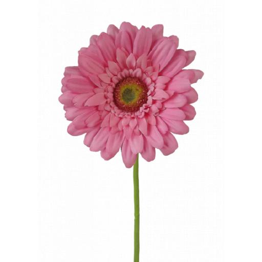 Pink Gerbera