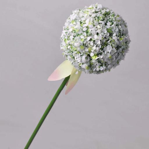 White Allium Stem