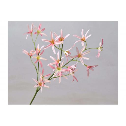 Tweedia Blossom - Pink