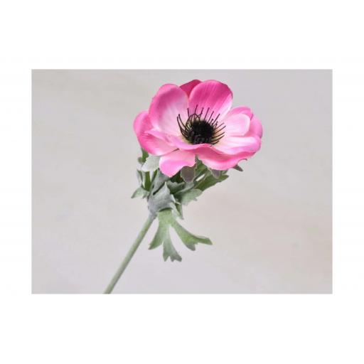 Anemone - Pink