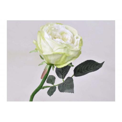 Tea Rose - Green/White