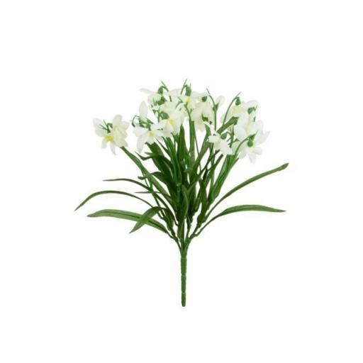 Snowdrop Bush