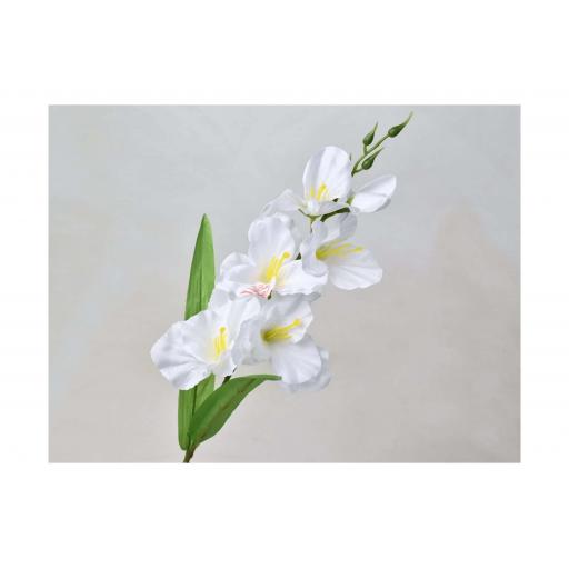 Sword Lily - White x 3