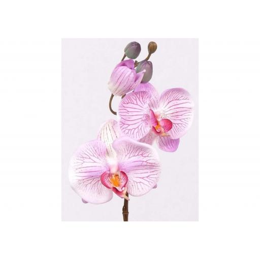 Phalaenopsis - Pink (Small)