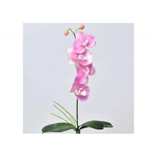 Phalaenopsis - Pink (Medium)