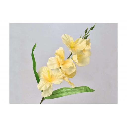 Sword Lily - Cream-Yellow x 3