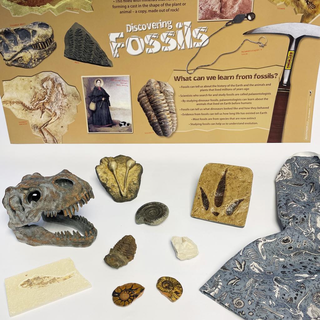 Fossils Value Box Starbeck Education