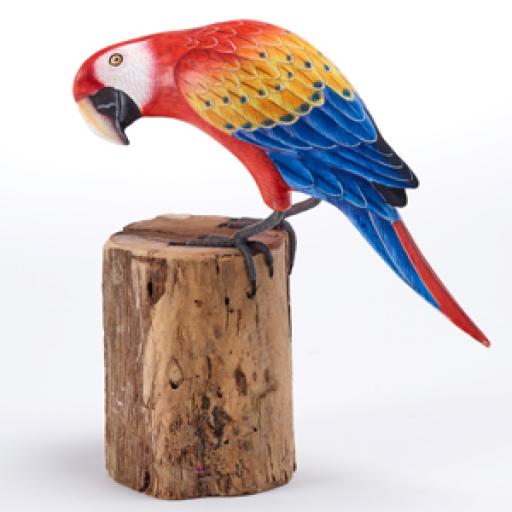 Small Macaw