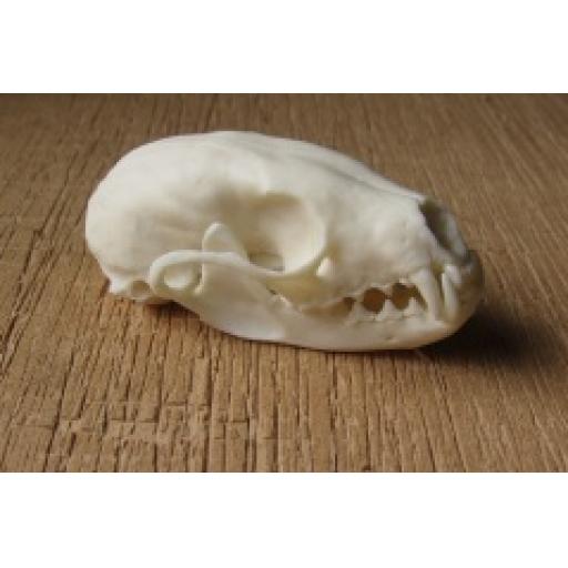 Replica Pine Martin Skull | Starbeck Education