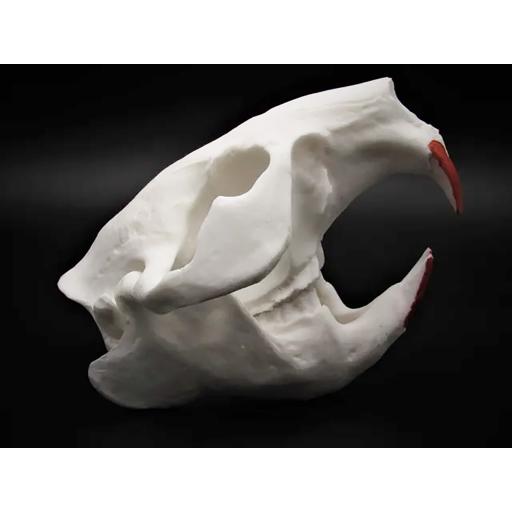 Replica Beaver Skull
