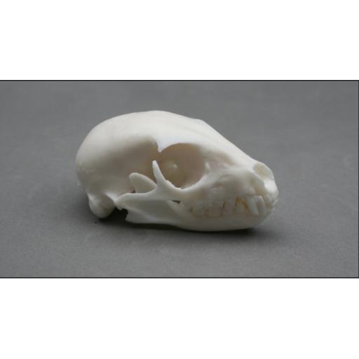 Replica Meerkat Skull