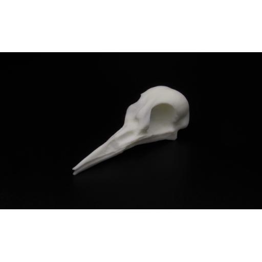 Replica Woodpecker Skull