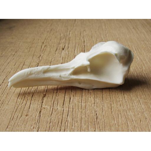 Replica Gull Skull