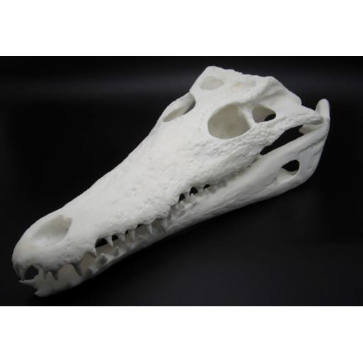 Replica Nile Crocodile Skull