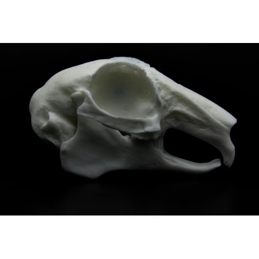 Replica Rabbit Skull