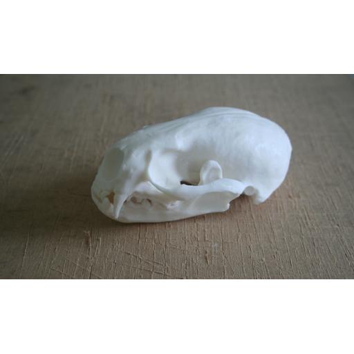 Replica Otter Skull