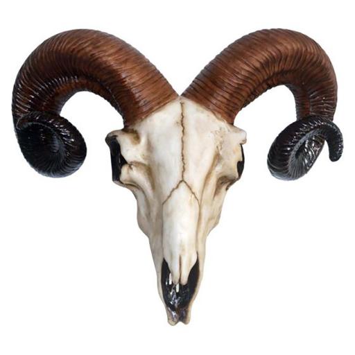 Small Ram Skull