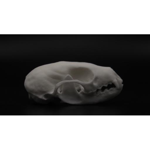 Pine Martin Skull