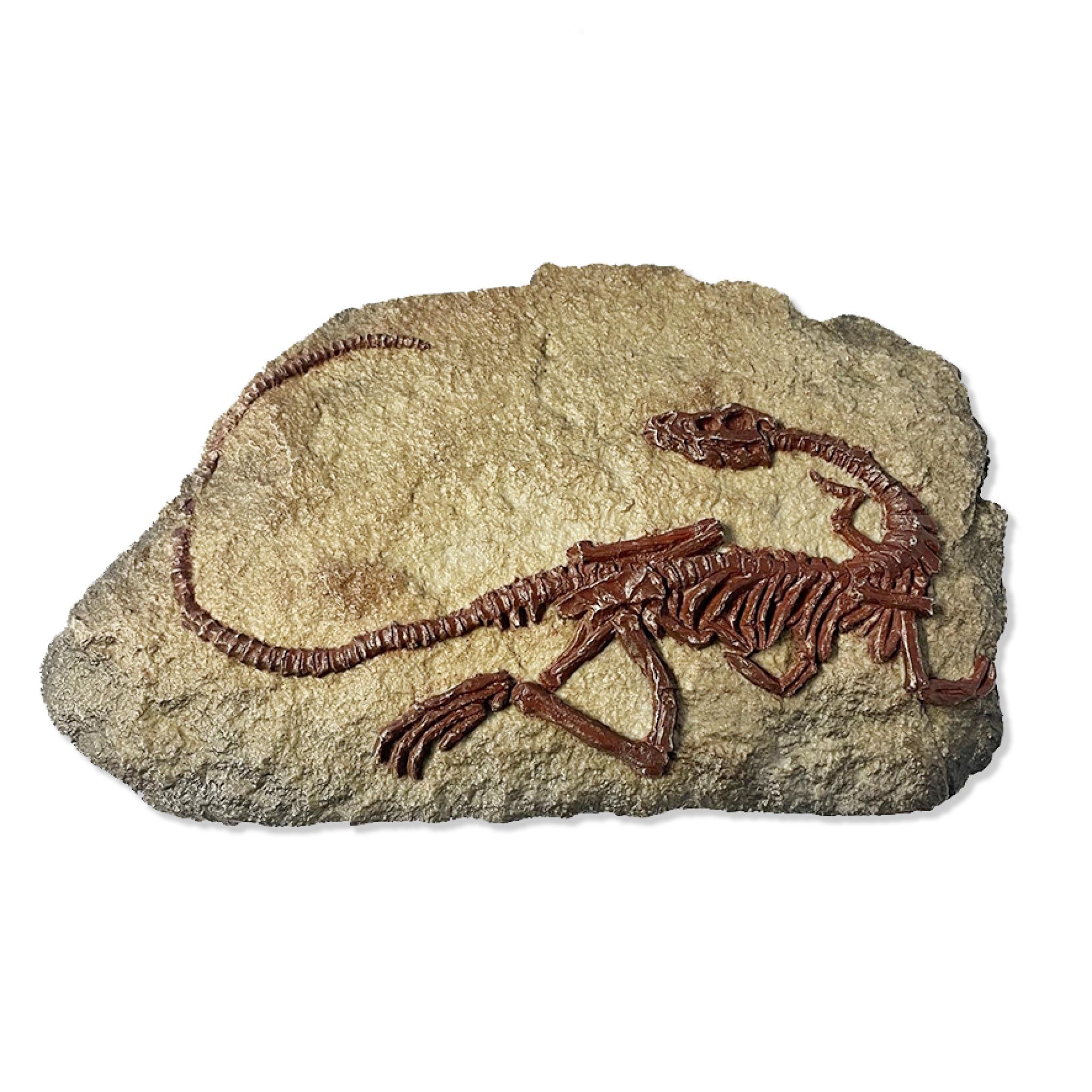 Replica Coelophysis Fossil | Starbeck Education