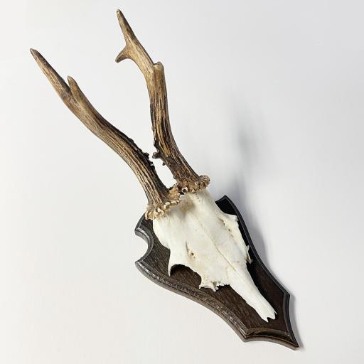 Medium Roe Deer Skull - Mounted