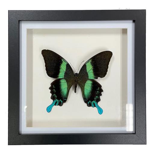 Framed Single Butterfly
