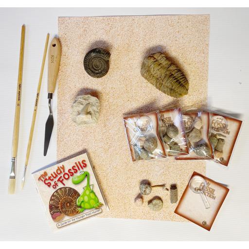 Fossils Archaeological Dig Kit