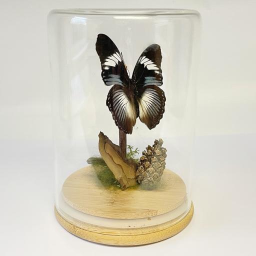Butterfly in Jar