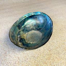 Paua Shell 2.jpg