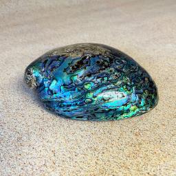 Paua Shell 1.jpg