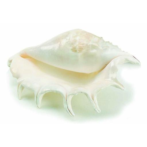 Giant Lambis